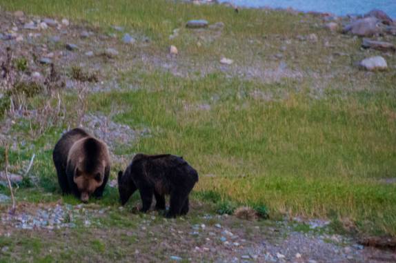 Ursa Grizzly e seu filho se alimentam ao lado de rio na região de Many Glacier, no Glacier Nacional Park, em Montana, nos Estados Unidos